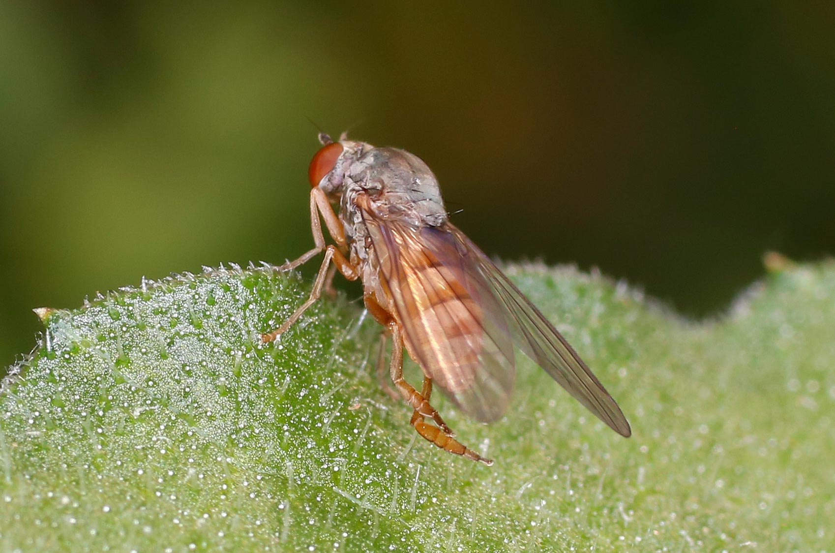 Platyypezidae: Protoclythia rufa, femmina